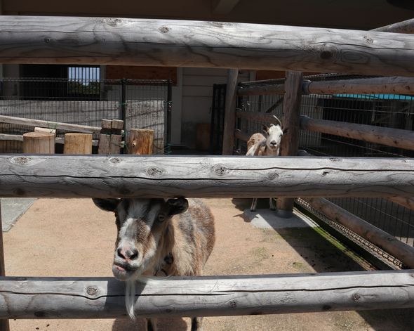 大島公園動物園　ヤギ