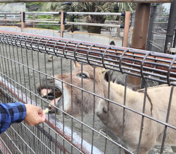 大島公園動物園　ロバ