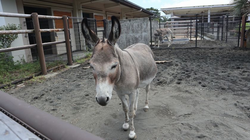 大島公園動物園　ロバ