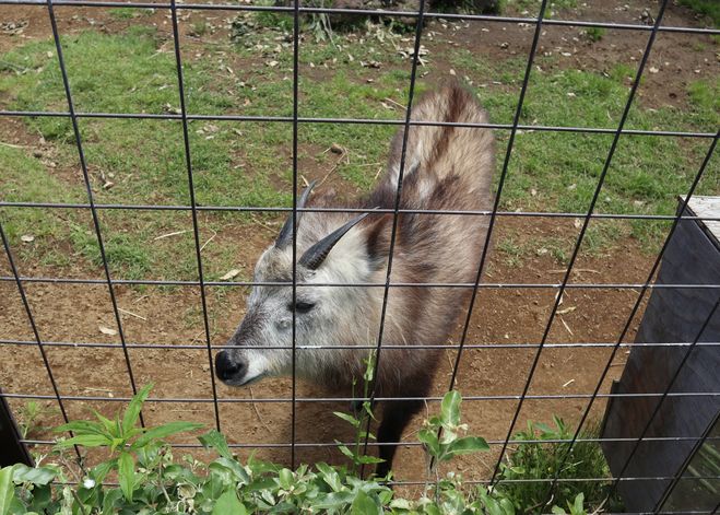 大島公園動物園　ニホンカモシカ