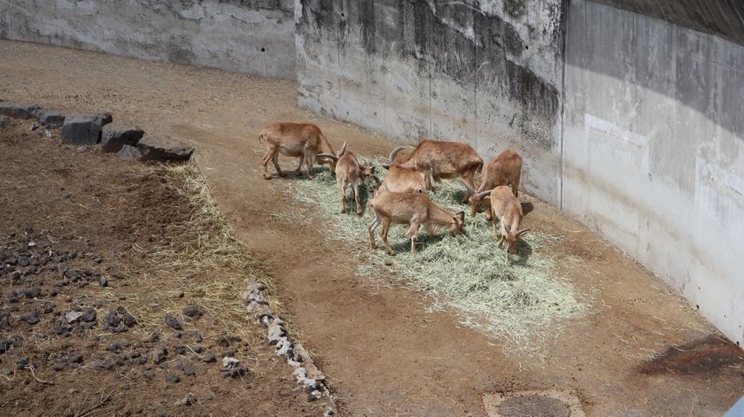 大島公園動物園　バーバリーシープ