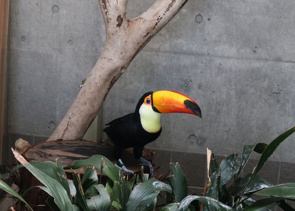 大島公園動物園　オニオオハシ