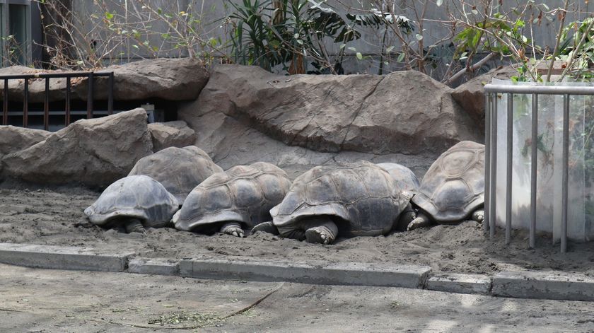 大島公園動物園　ゾウガメ