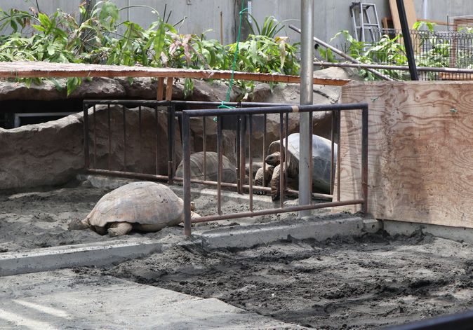 大島公園動物園　ゾウガメ