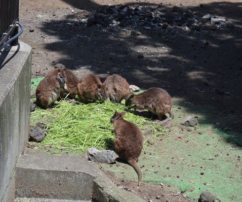 大島公園動物園　ワラビー