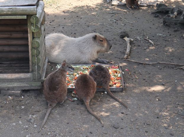 大島公園動物園　カピバラとワラビー