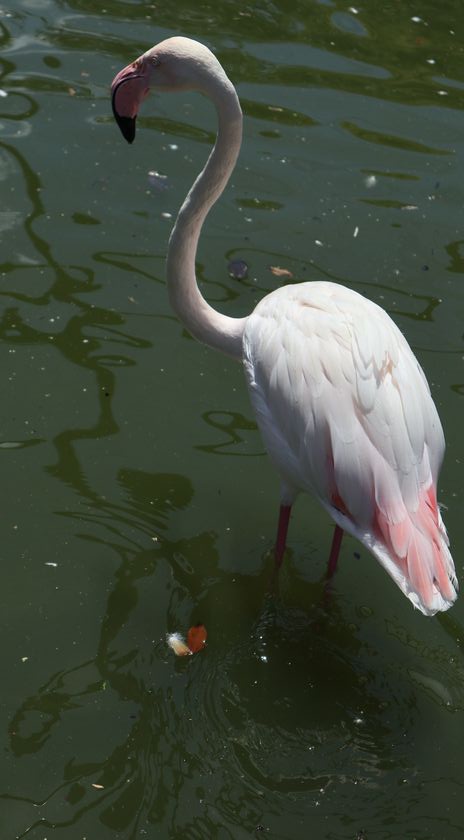 大島公園動物園　ヨーロッパフラミンゴ