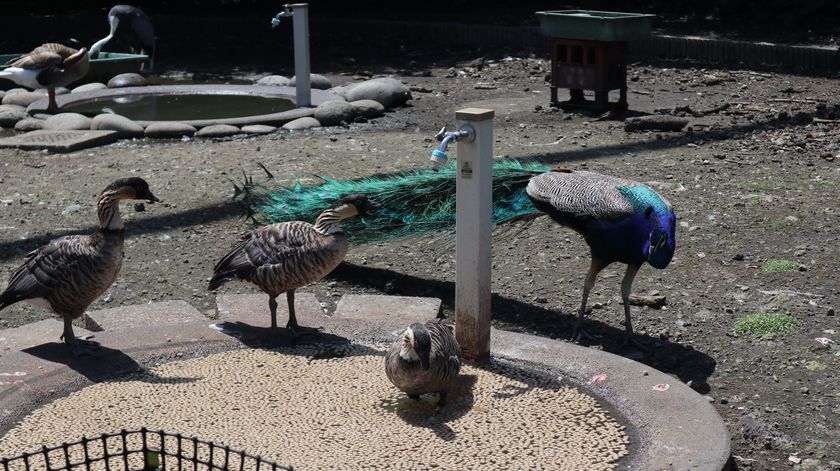 大島公園動物園　クジャク