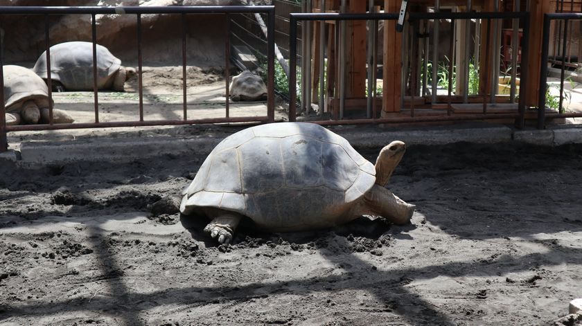 大島公園動物園　ゾウガメ