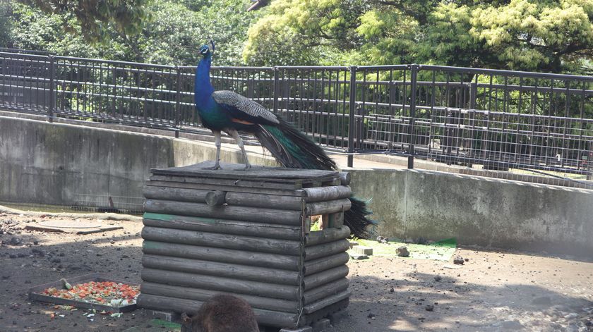 大島公園動物園　クジャク