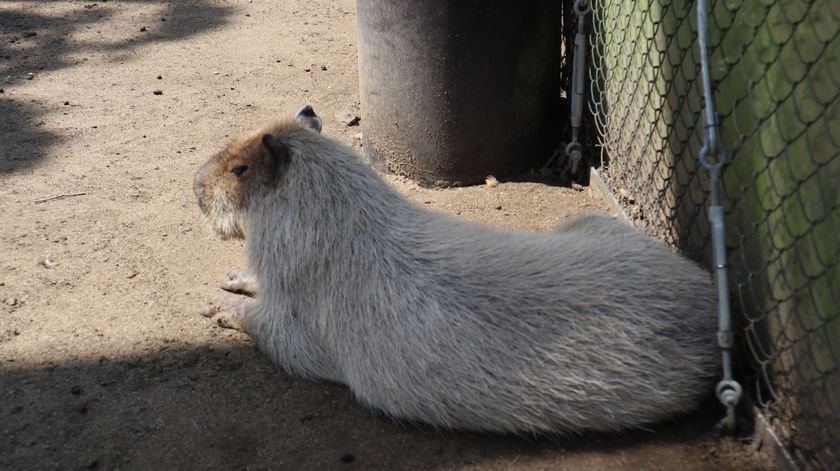 大島公園動物園　カピバラ