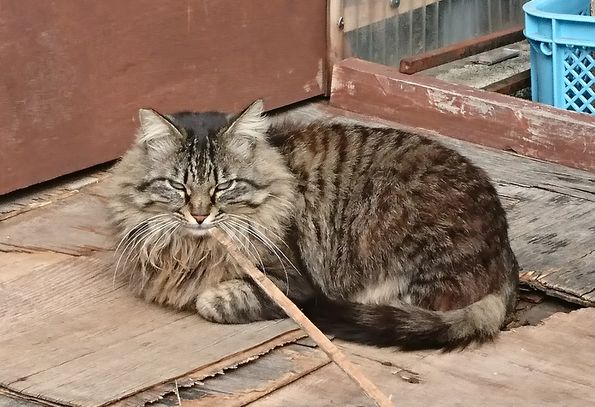 見かけた動物たち　島猫