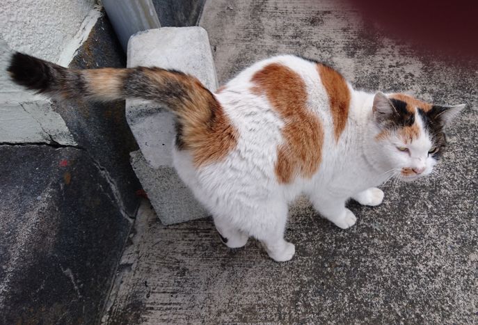 見かけた動物たち　島猫