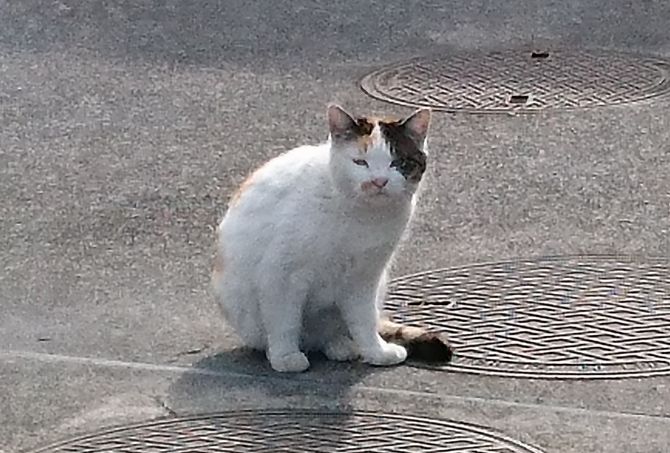 見かけた動物たち　島猫