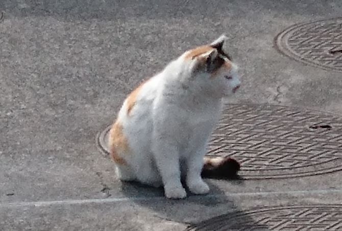 見かけた動物たち　島猫