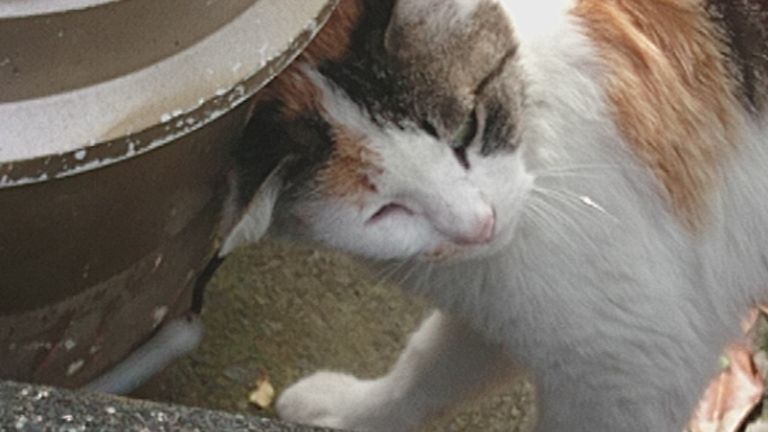 見かけた動物たち　島猫