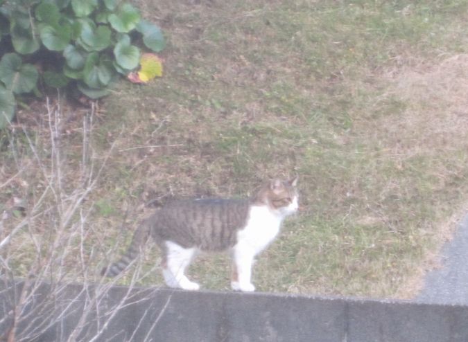 見かけた動物たち　島猫