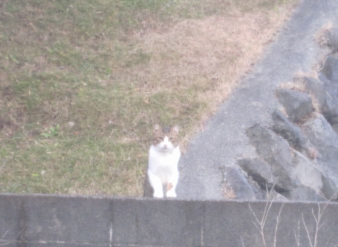 見かけた動物たち　島猫