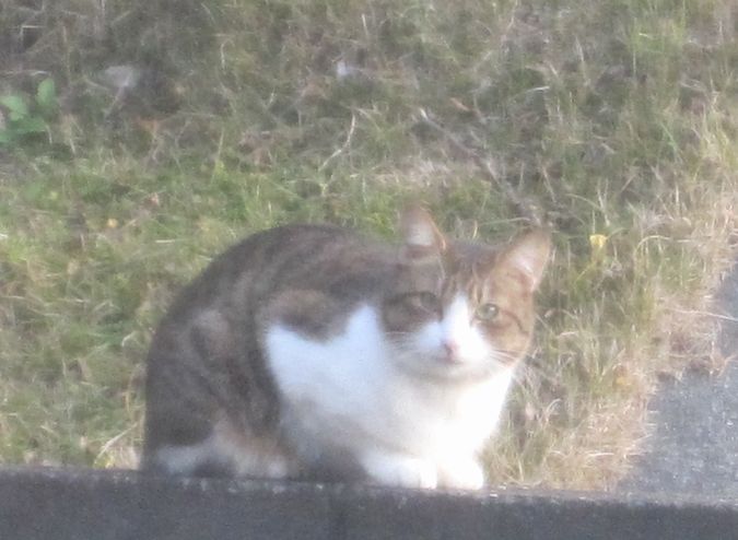 見かけた動物たち　島猫