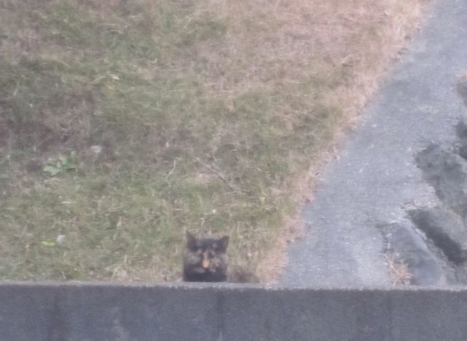 見かけた動物たち　島猫