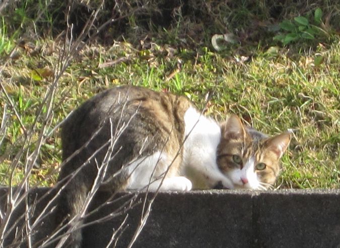 見かけた動物たち　島猫