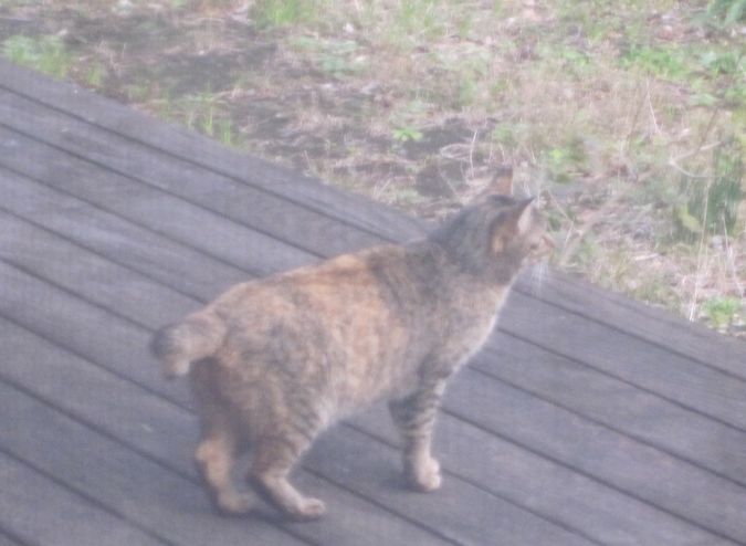 見かけた動物たち　島猫