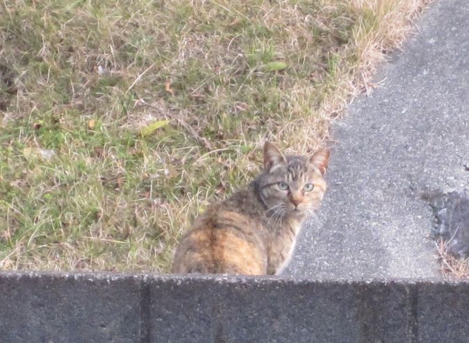 見かけた動物たち　島猫