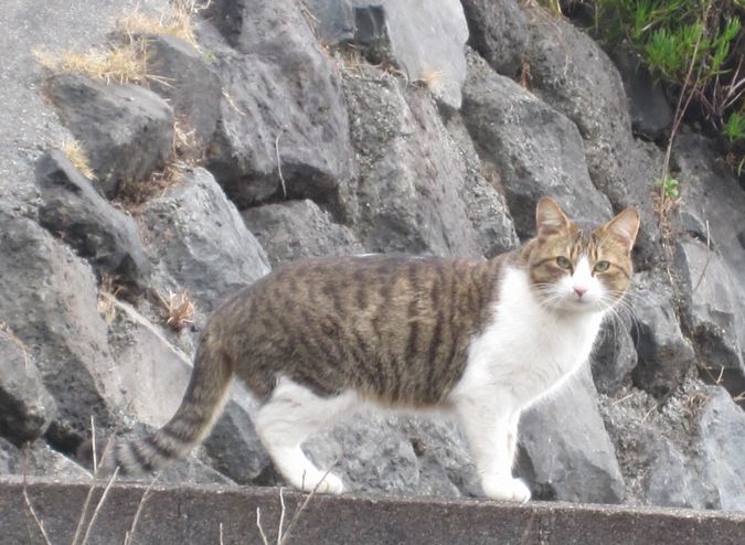 見かけた動物たち　島猫