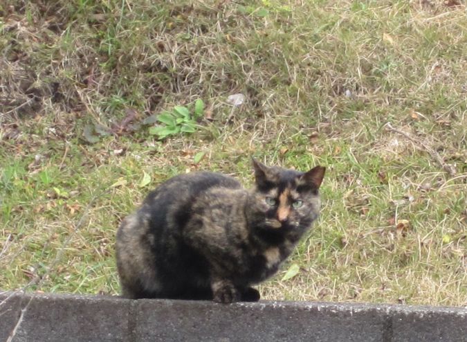 見かけた動物たち　島猫