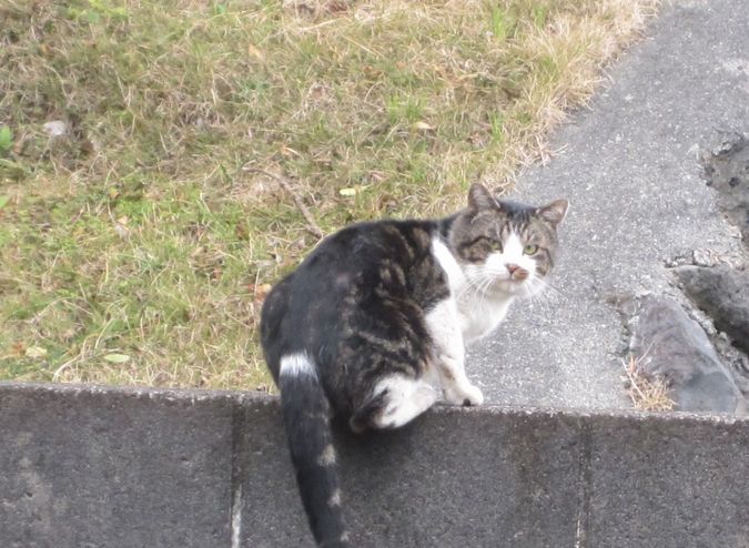 見かけた動物たち　島猫