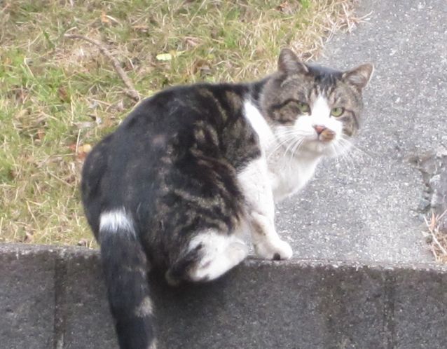 見かけた動物たち　島猫