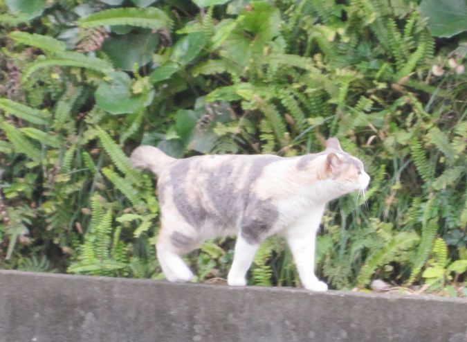 見かけた動物たち　島猫