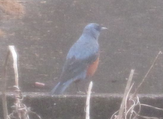 見かけた動物たち　鳥