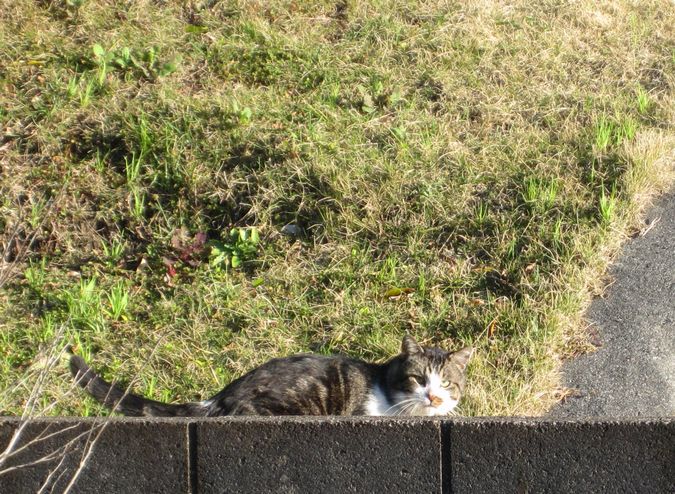 見かけた動物たち　島猫