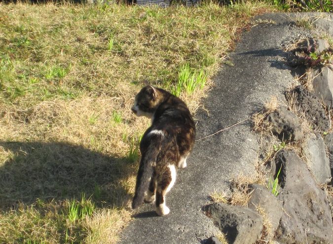 見かけた動物たち　島猫