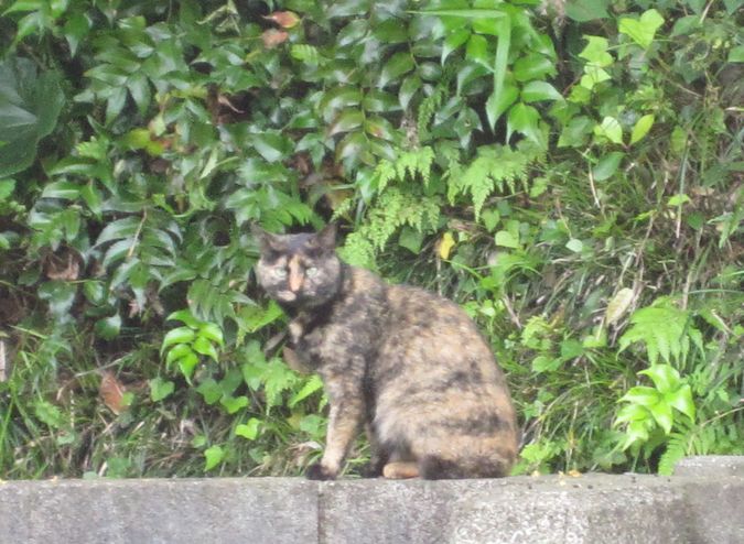 見かけた動物たち　島猫