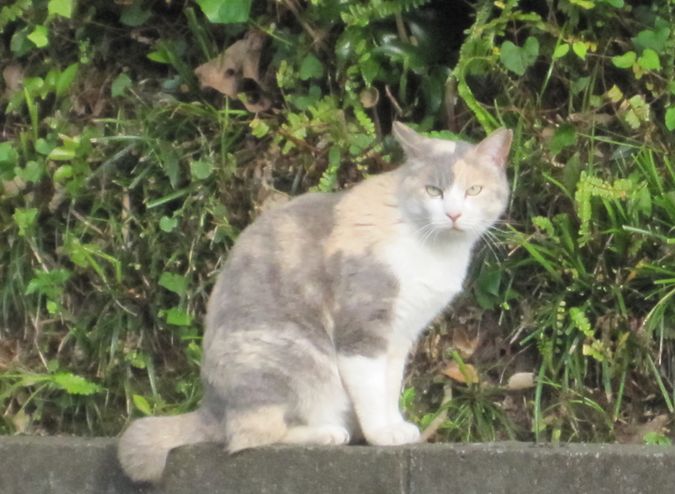 見かけた動物たち　島猫