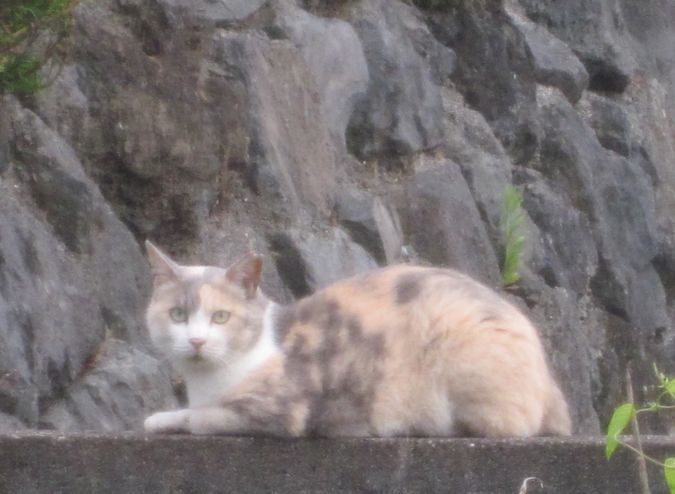 見かけた動物たち　島猫