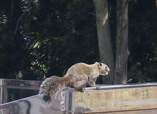 見かけた動物たち　リス