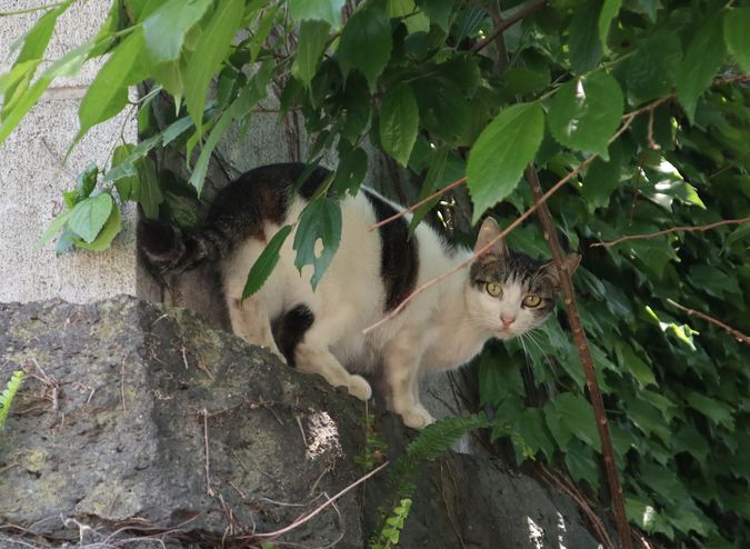 見かけた動物たち　島猫