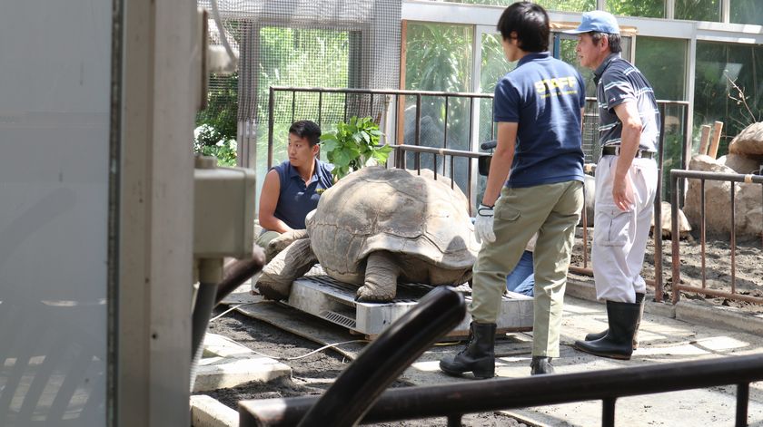 ゾウガメ屋外放飼場への引越し