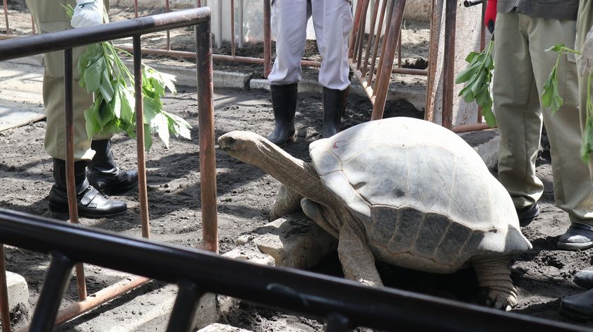 ゾウガメ屋外放飼場への引越し