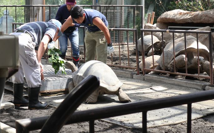 ゾウガメ屋外放飼場への引越し