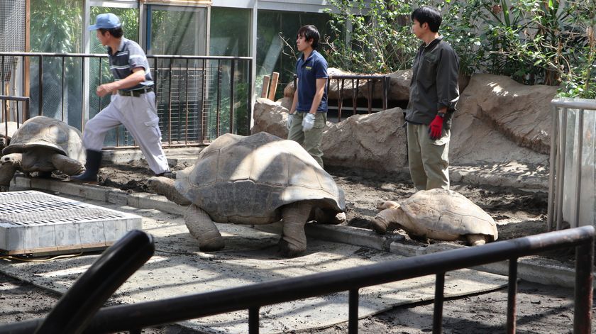 ゾウガメ屋外放飼場への引越し