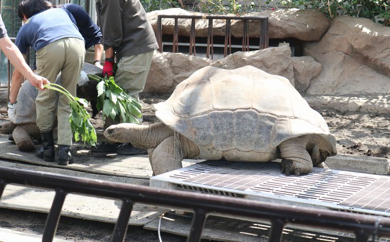 ゾウガメ屋外放飼場への引越し