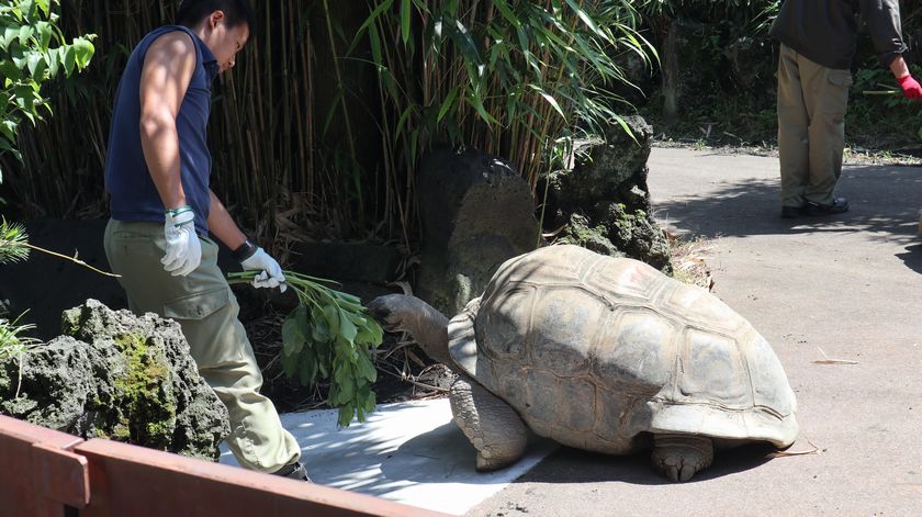 ゾウガメ屋外放飼場への引越し