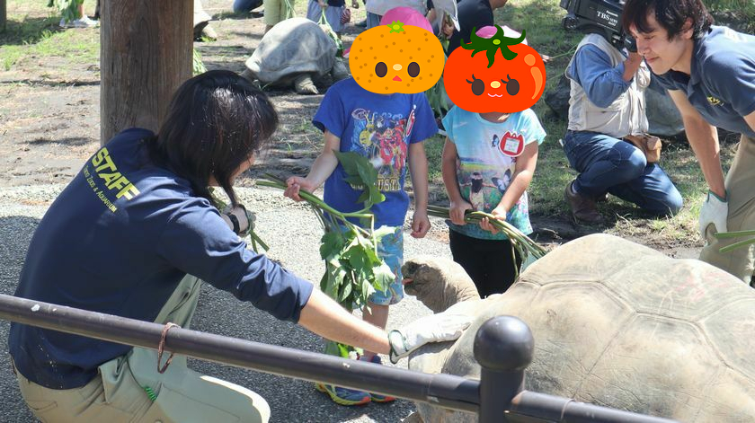 ゾウガメ屋外放飼場への引越し