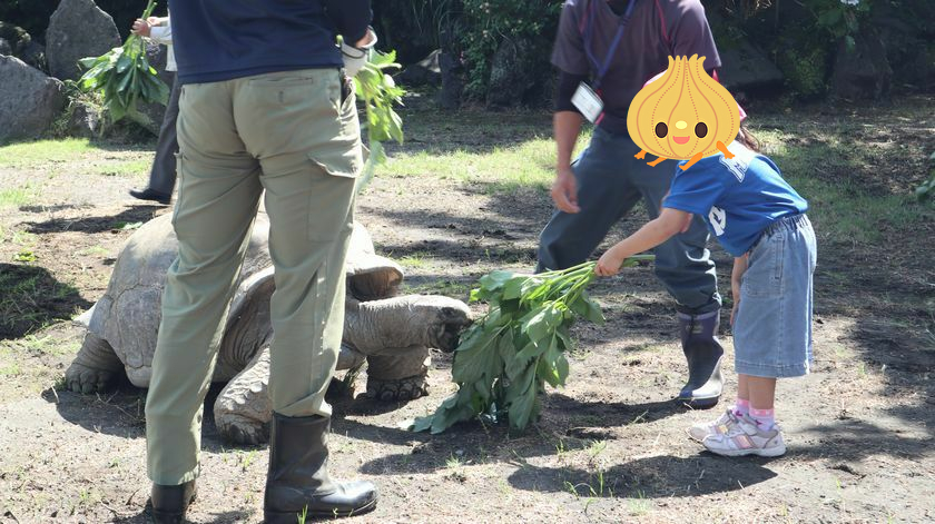 ゾウガメ屋外放飼場への引越し