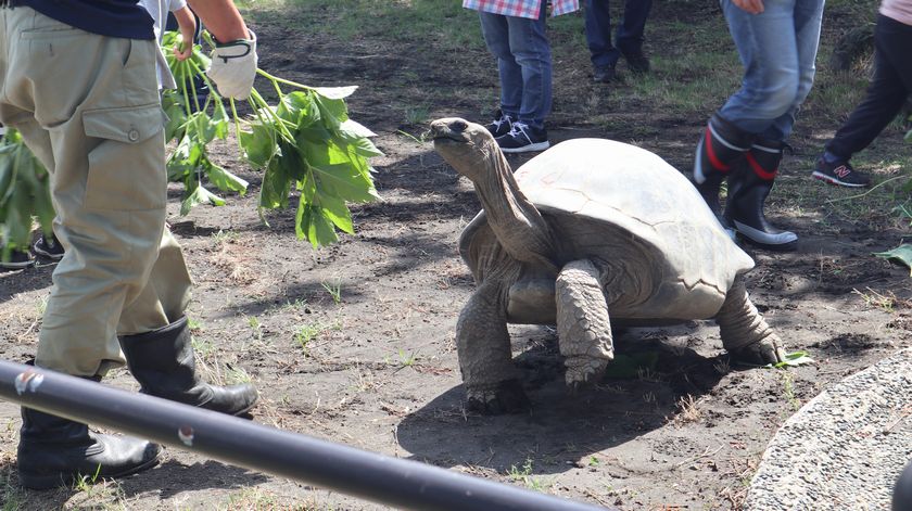 ゾウガメ屋外放飼場への引越し