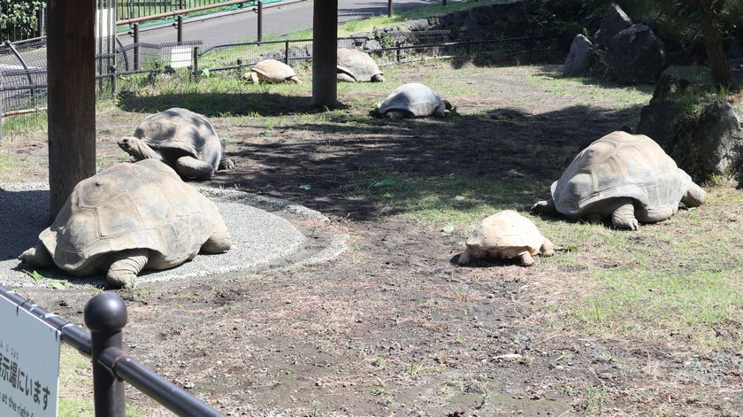 ゾウガメ屋外放飼場への引越し